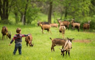 Montpezat sous Bauzon - Visite de ferme en ferme au Clos Bonnaud ©S.BUGNON