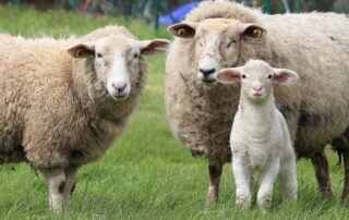 Mouton, brebis et agneau