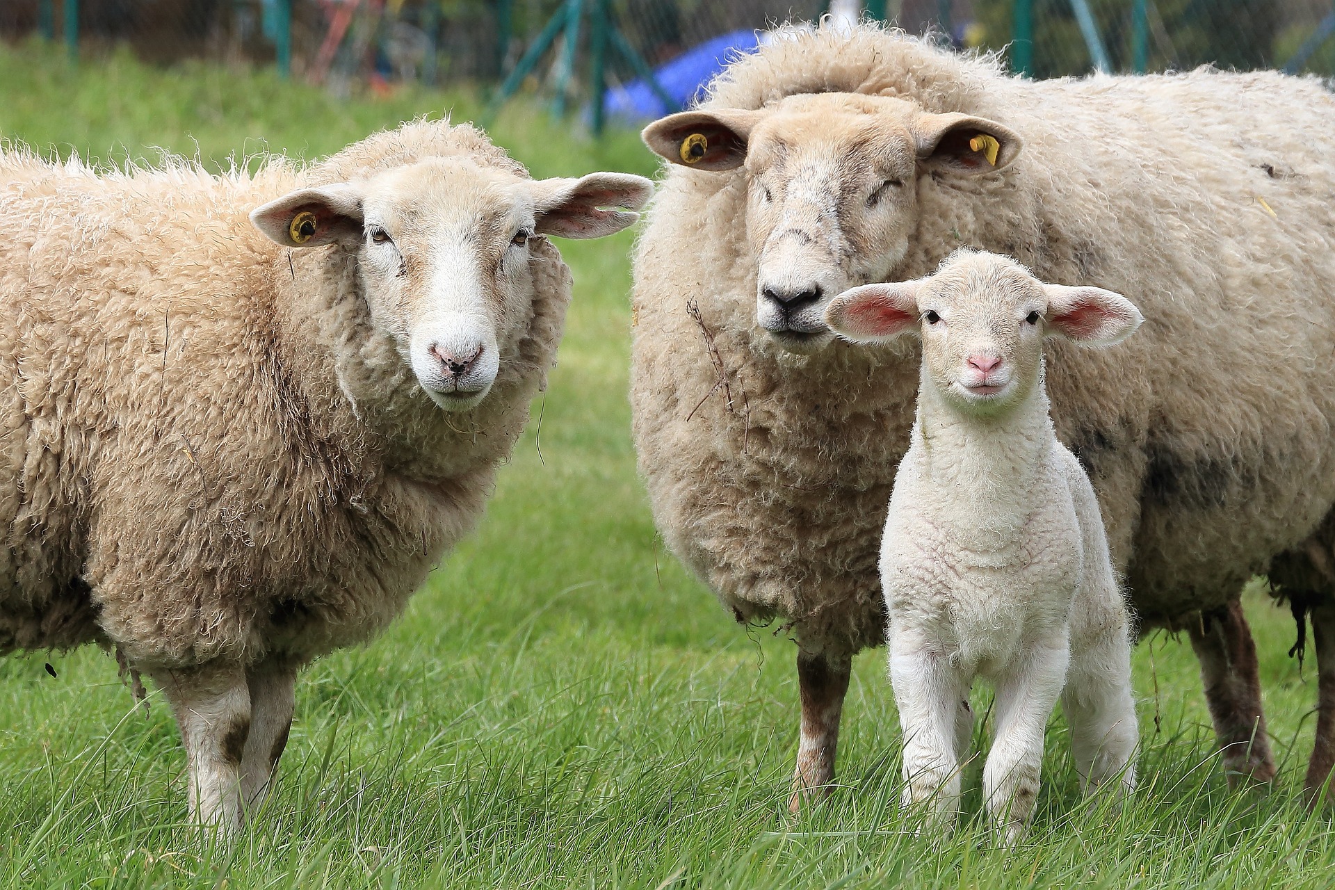 Mouton, brebis et agneau