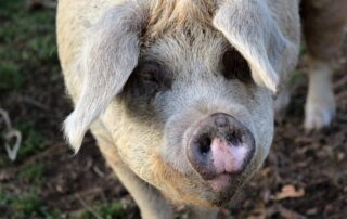 Portait de cochon en extérieur