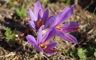 Crocus de Safran