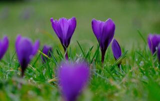 Parterre crocus de safran