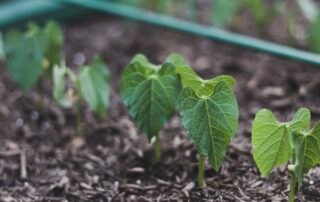 Pousses dans un jardin