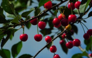 Cerises sur cerisier