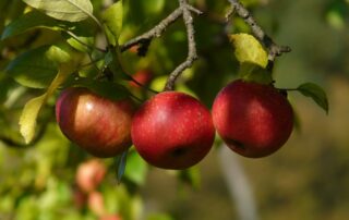 Pommes anciennes rouges