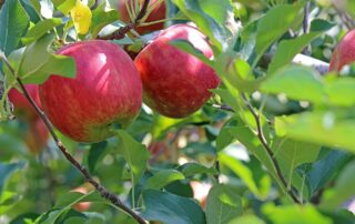 Pommes rouges