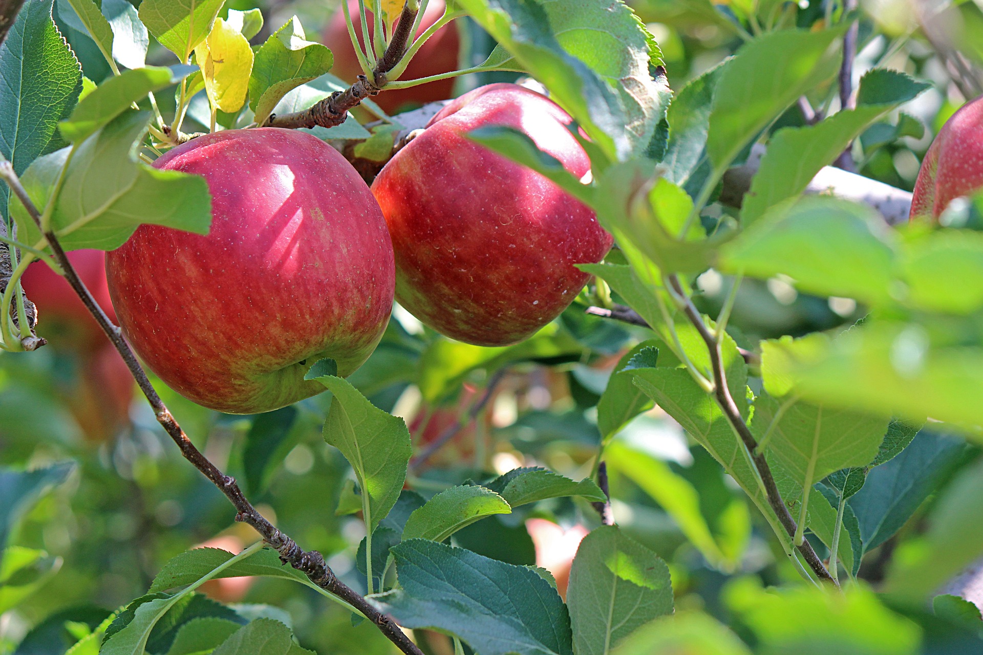 Pommes rouges